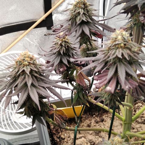 BC Godbud #4 growlog timeline photo