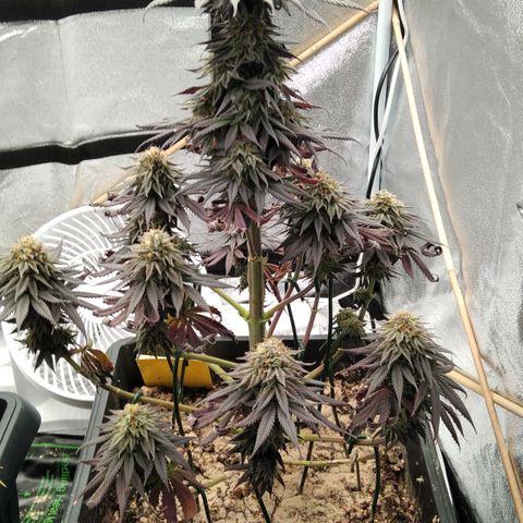 BC Godbud #4 growlog timeline photo