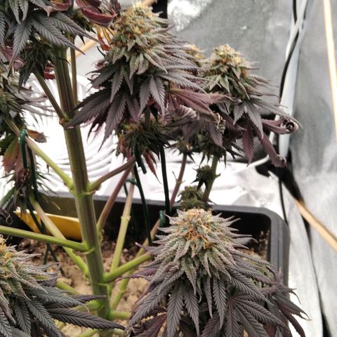 BC Godbud #4 growlog timeline photo