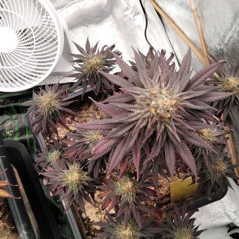 BC Godbud #4 growlog timeline photo