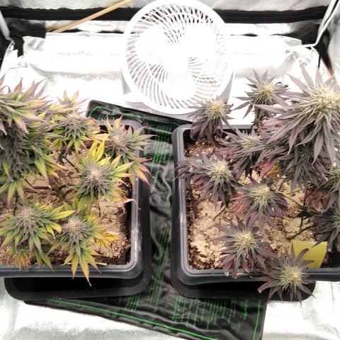 BC Godbud #4 growlog timeline photo