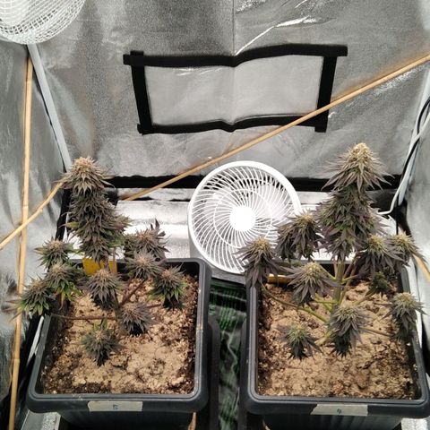 BC Godbud #4 growlog timeline photo