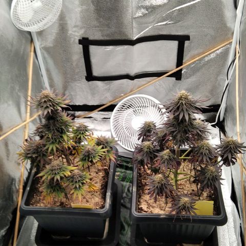 BC Godbud #4 growlog timeline photo