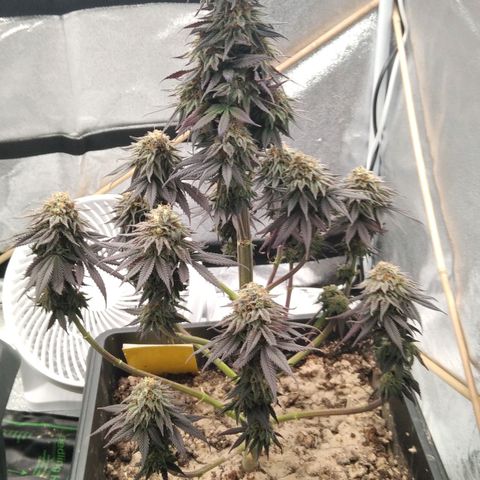 BC Godbud #4 growlog timeline photo