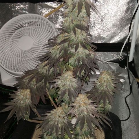 BC Godbud #4 growlog timeline photo