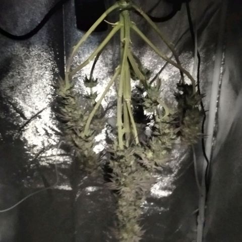 BC Godbud #4 growlog timeline photo