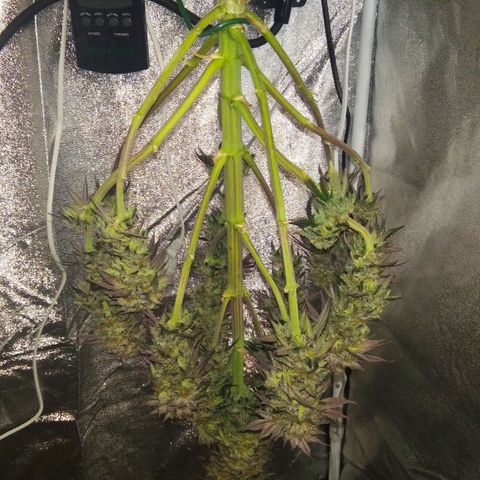BC Godbud #4 growlog timeline photo
