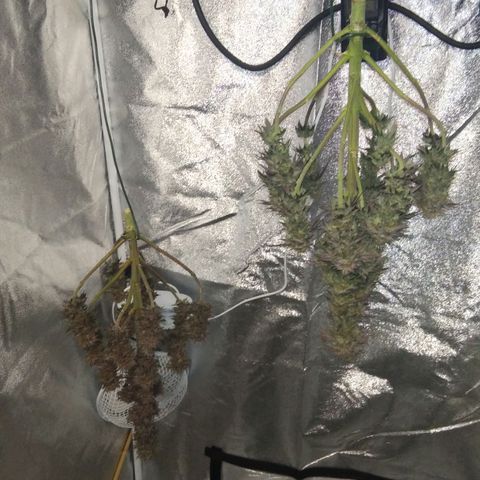 BC Godbud #4 growlog timeline photo