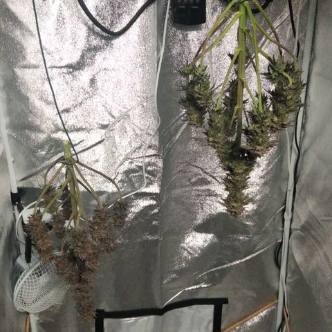 BC Godbud #4 growlog timeline photo