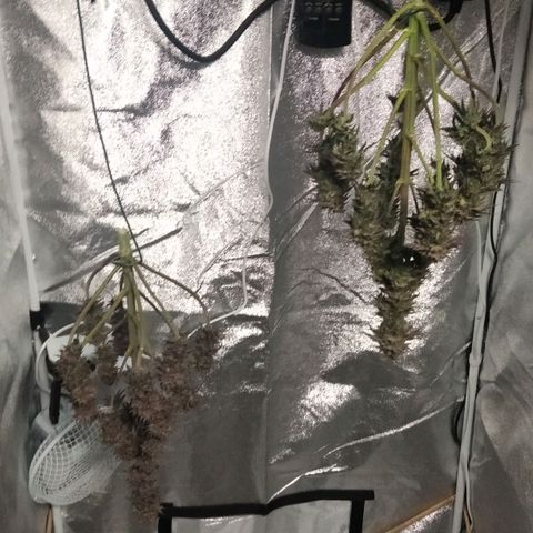BC Godbud #4 growlog timeline photo