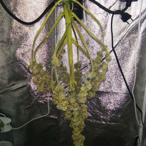 BC Godbud #4 growlog timeline photo