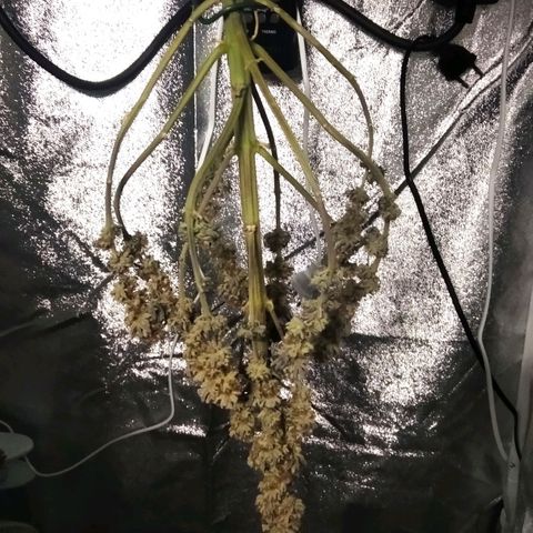 BC Godbud #4 growlog timeline photo