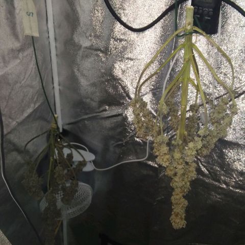 BC Godbud #4 growlog timeline photo