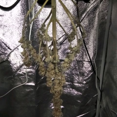 BC Godbud #4 growlog timeline photo
