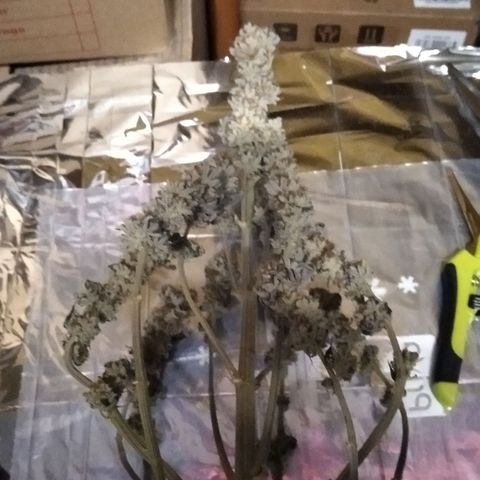 BC Godbud #4 growlog timeline photo