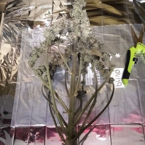 BC Godbud #4 growlog timeline photo