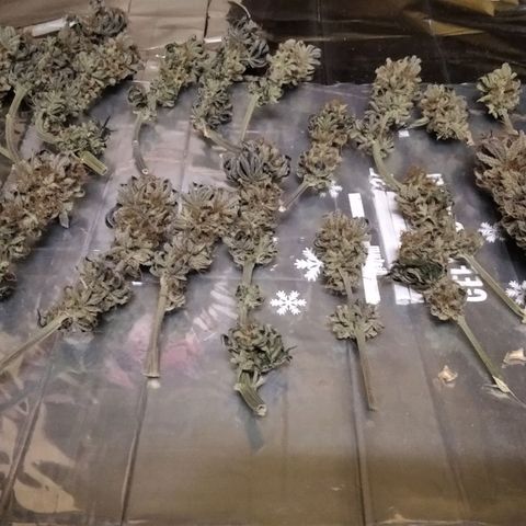 BC Godbud #4 growlog timeline photo