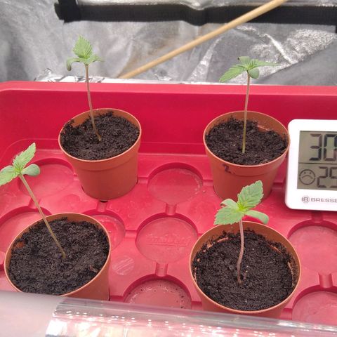 White Widow #4 growlog timeline photo
