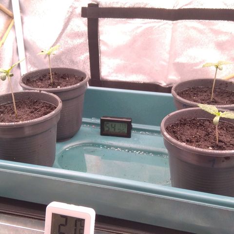 White Widow #4 growlog timeline photo