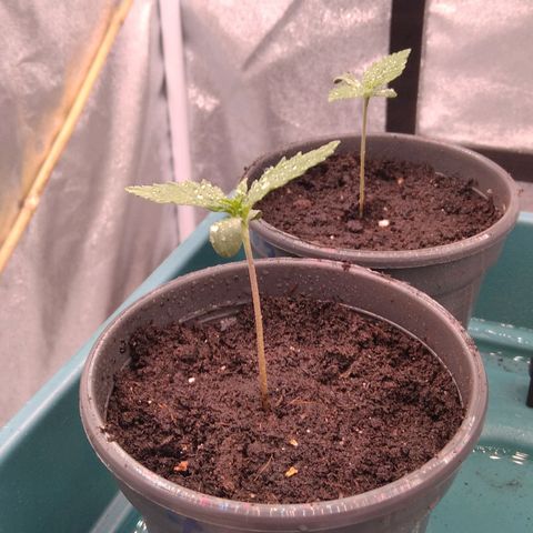 White Widow #4 growlog timeline photo