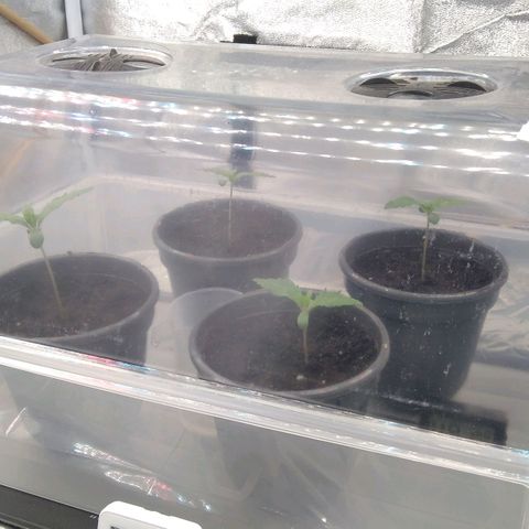 White Widow #4 growlog timeline photo
