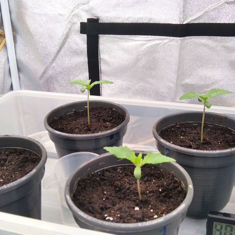 White Widow #4 growlog timeline photo