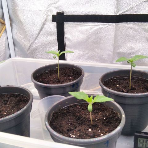 White Widow #4 growlog timeline photo