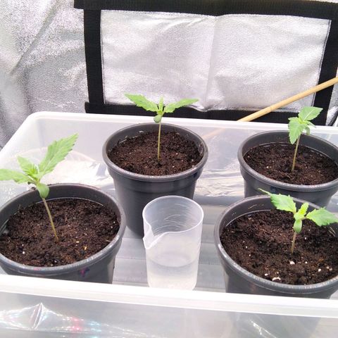 White Widow #4 growlog timeline photo