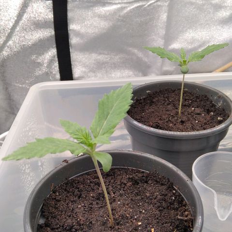 White Widow #4 growlog timeline photo