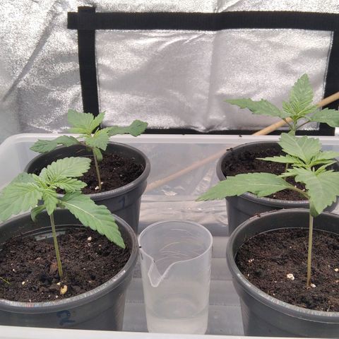 White Widow #4 growlog timeline photo