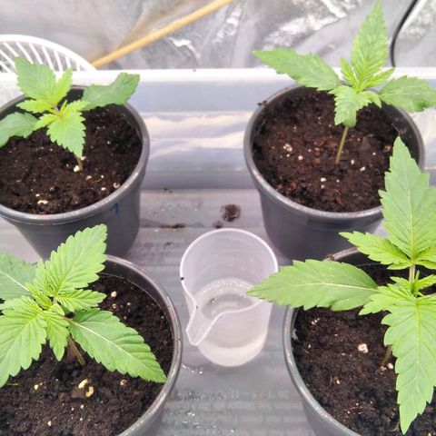 White Widow #4 growlog timeline photo