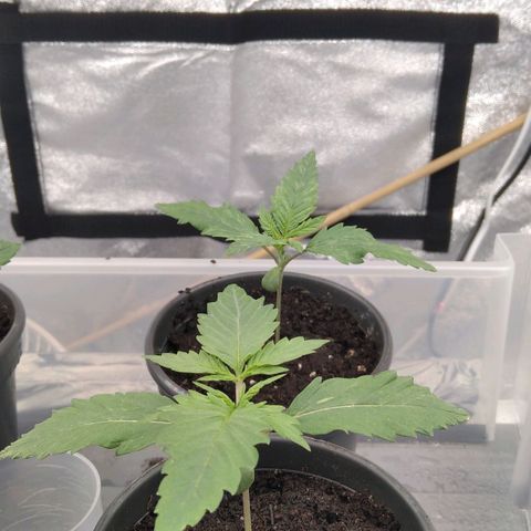 White Widow #4 growlog timeline photo