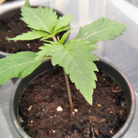 White Widow #4 growlog timeline photo