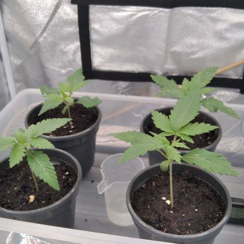 White Widow #4 growlog timeline photo