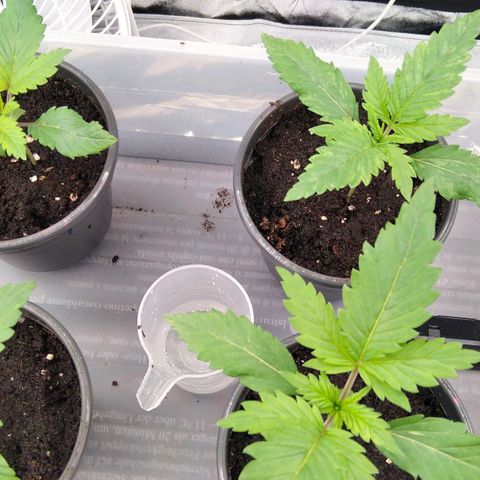 White Widow #4 growlog timeline photo
