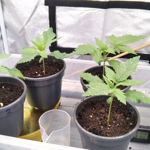 White Widow #4 growlog timeline photo