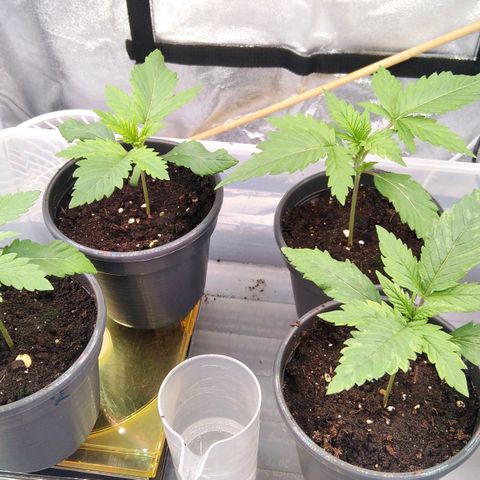 White Widow #4 growlog timeline photo