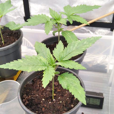 White Widow #4 growlog timeline photo