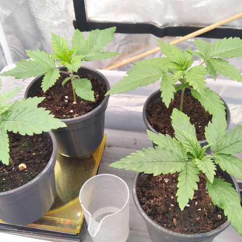 White Widow #4 growlog timeline photo