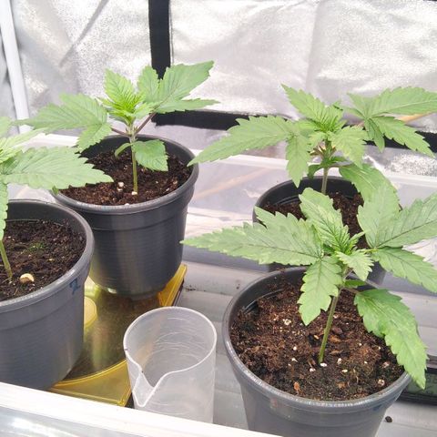 White Widow #4 growlog timeline photo