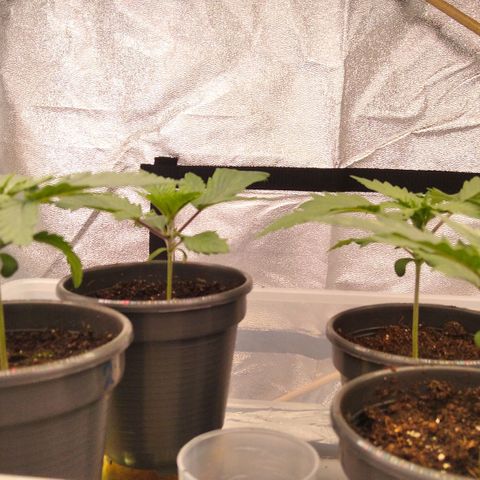 White Widow #4 growlog timeline photo