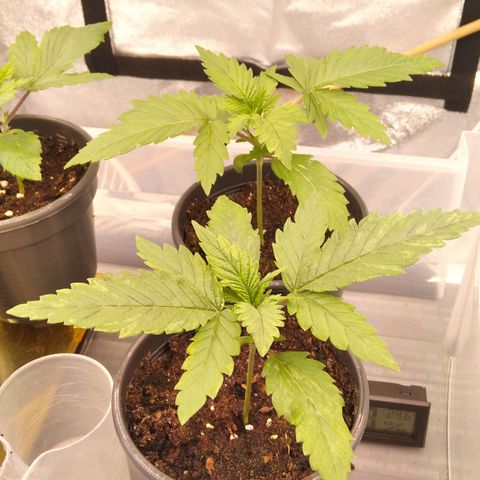 White Widow #4 growlog timeline photo