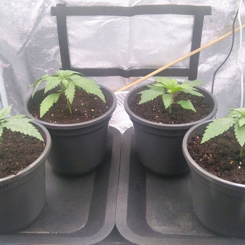 White Widow #4 growlog timeline photo