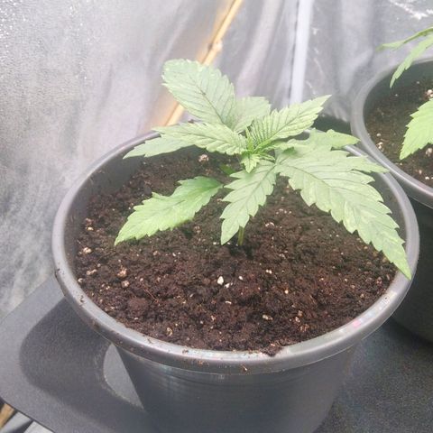 White Widow #4 growlog timeline photo