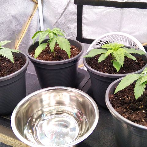White Widow #4 growlog timeline photo