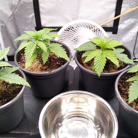 White Widow #4 growlog timeline photo
