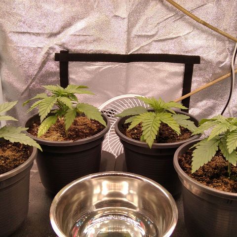 White Widow #4 growlog timeline photo