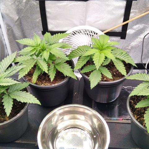 White Widow #4 growlog timeline photo