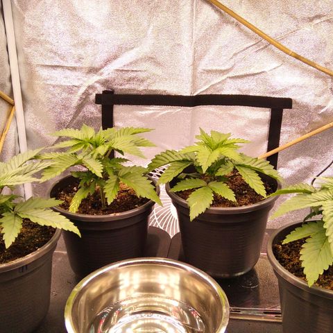 White Widow #4 growlog timeline photo