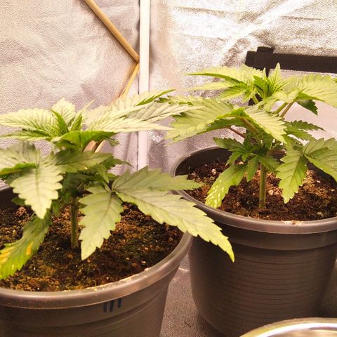 White Widow #4 growlog timeline photo